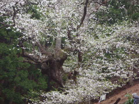 大桜が満開の御祓山