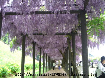 白井大町藤公園