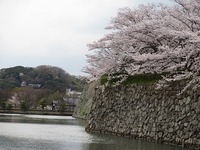 姫路城と桜の花