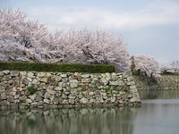 姫路城と桜の花