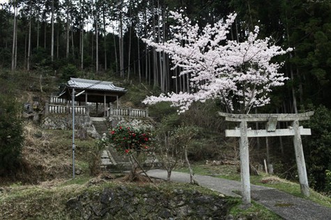 桜のある風景２－能下、金坂、瓜生
