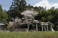 桜のある風景３－下田、小河、榊