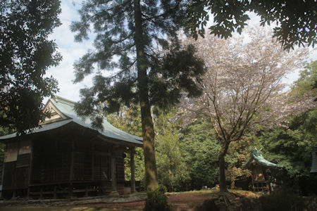 今年の桜－三濃山求福教寺の桜