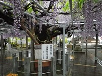 雨に濡れた大歳神社の千年藤