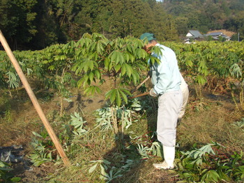 キャッサバ芋の苗木取りと保存作業
