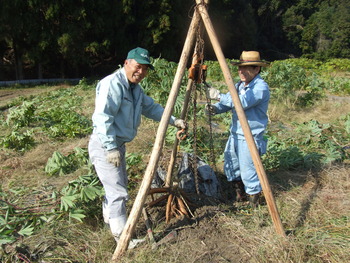 キャッサバ芋の苗木取りと保存作業