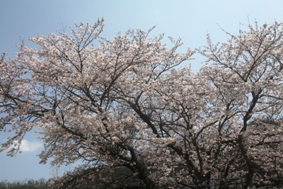 2012桜－矢野小
