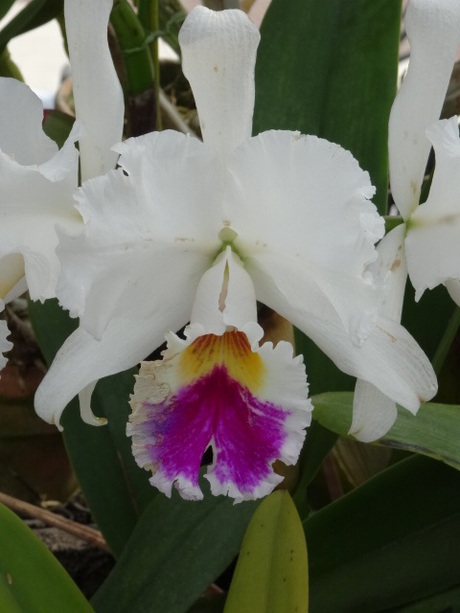 兵庫県立フラワーセンターの花たち　