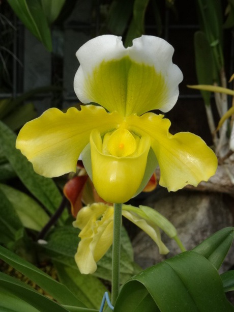 兵庫県立フラワーセンターの花たち　
