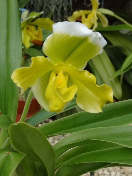 兵庫県立フラワーセンターの花たち　