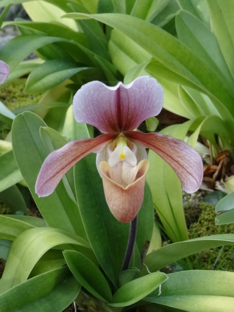 兵庫県立フラワーセンターの花たち　