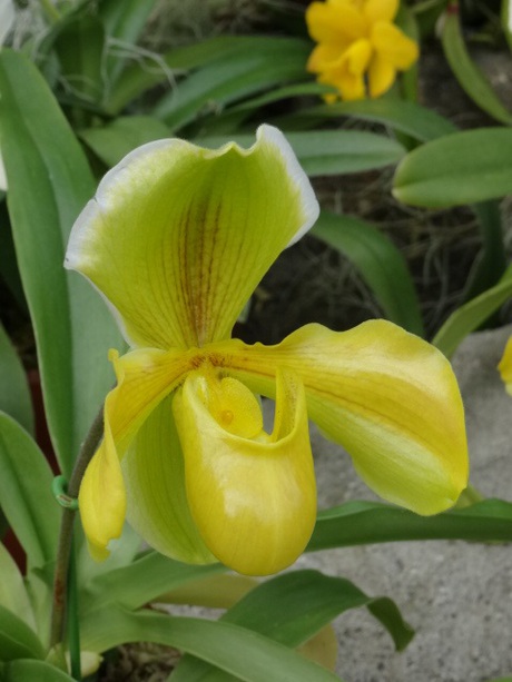 兵庫県立フラワーセンターの花たち　