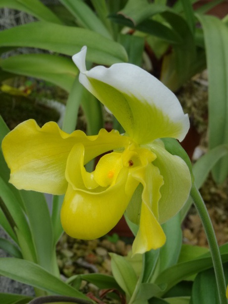 兵庫県立フラワーセンターの花たち　