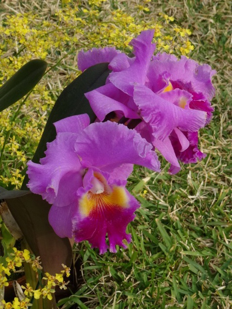 兵庫県立フラワーセンターの花たち　