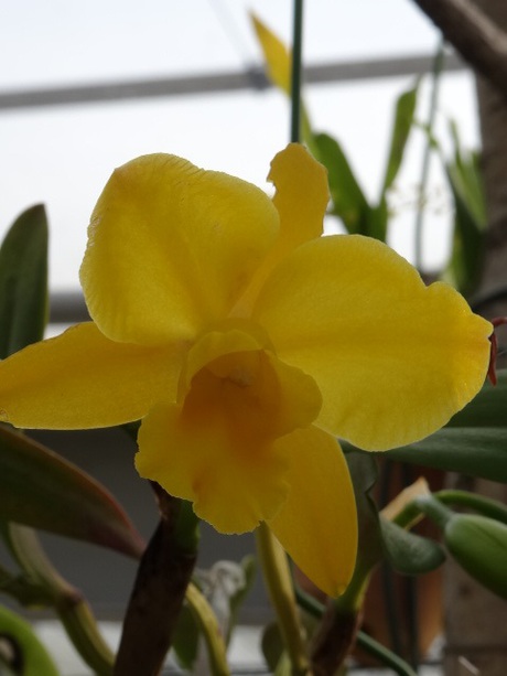 兵庫県立フラワーセンターの花たち　