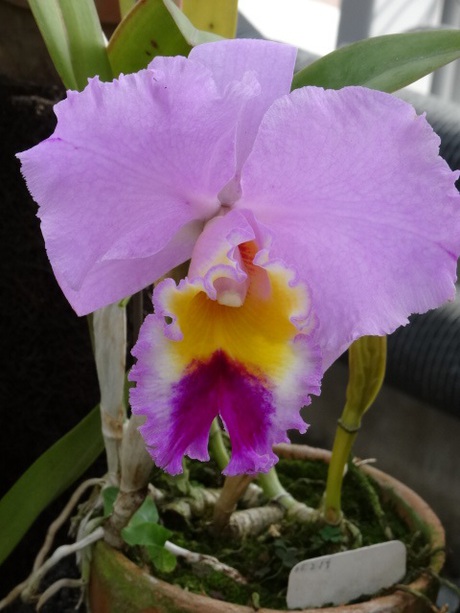 兵庫県立フラワーセンターの花たち　
