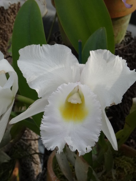 兵庫県立フラワーセンターの花たち　
