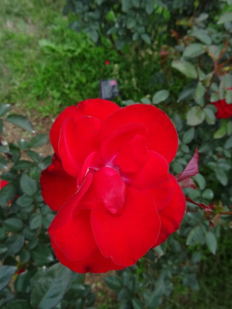 兵庫県立フラワーセンターの花たち　