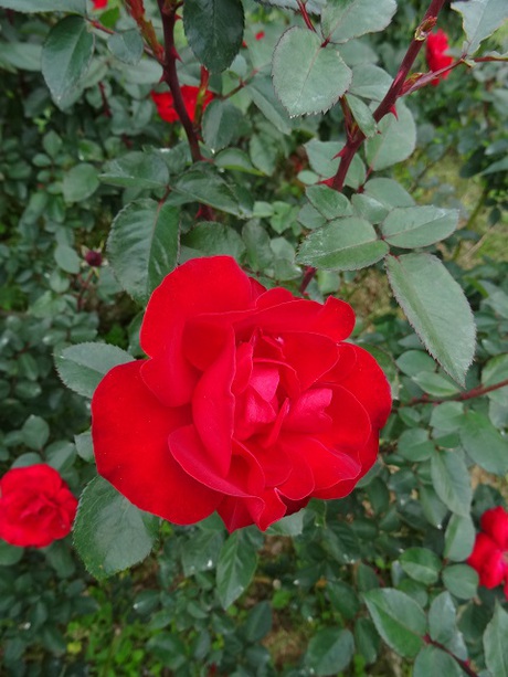 兵庫県立フラワーセンターの花たち　