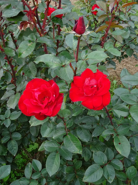 兵庫県立フラワーセンターの花たち　