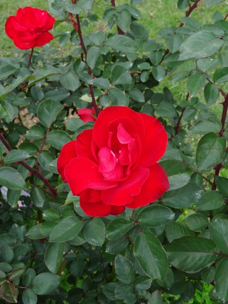 兵庫県立フラワーセンターの花たち　