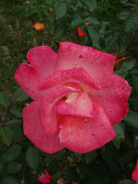 兵庫県立フラワーセンターの花たち