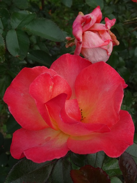 兵庫県立フラワーセンターの花たち