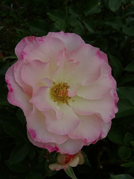 兵庫県立フラワーセンターの花たち　