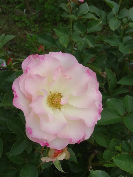 兵庫県立フラワーセンターの花たち　