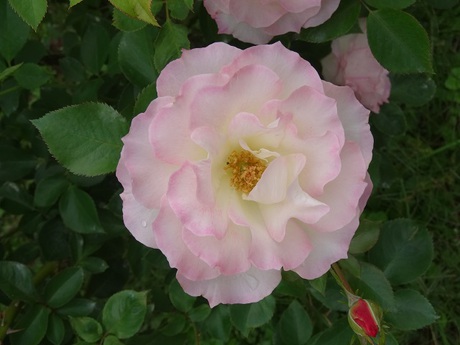 兵庫県立フラワーセンターの花たち　