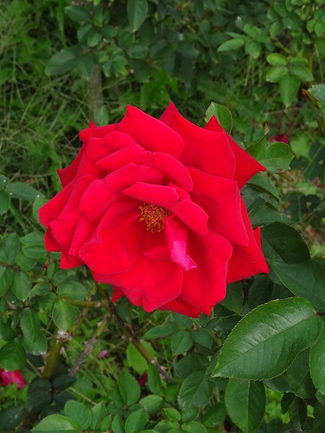 兵庫県立フラワーセンターの花たち
