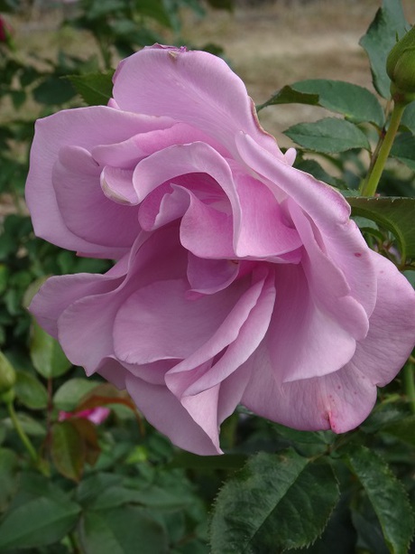 兵庫県立フラワーセンターの花たち