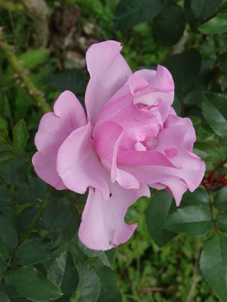 兵庫県立フラワーセンターの花たち　