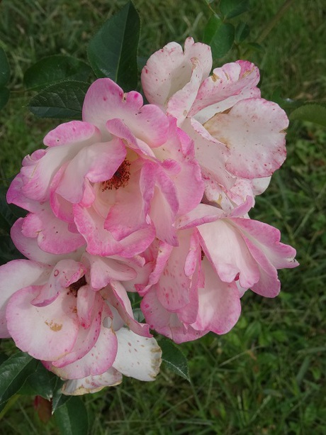 兵庫県立フラワーセンターの花たち　
