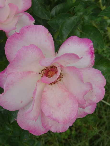 兵庫県立フラワーセンターの花たち　