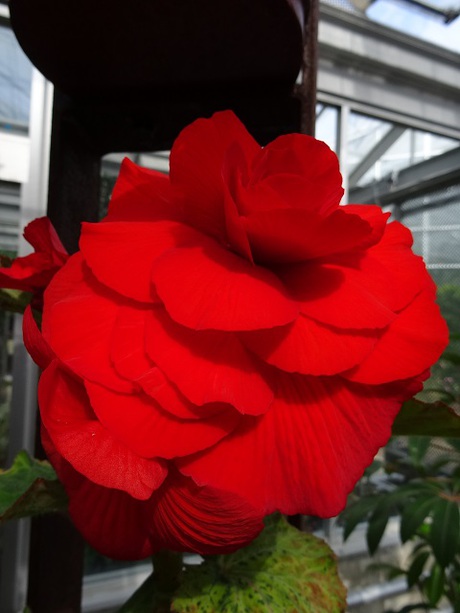 兵庫県立フラワーセンターの花たち　
