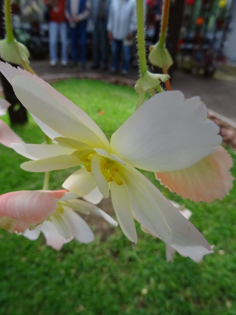 兵庫県立フラワーセンターの花たち　