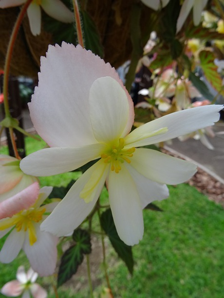 兵庫県立フラワーセンターの花たち　