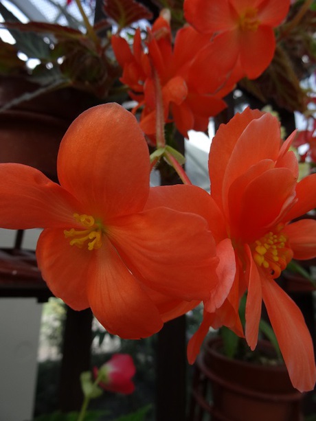 兵庫県立フラワーセンターの花たち　