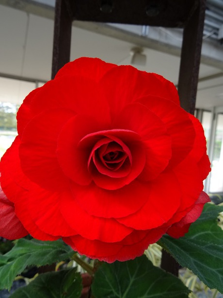 兵庫県立フラワーセンターの花たち　