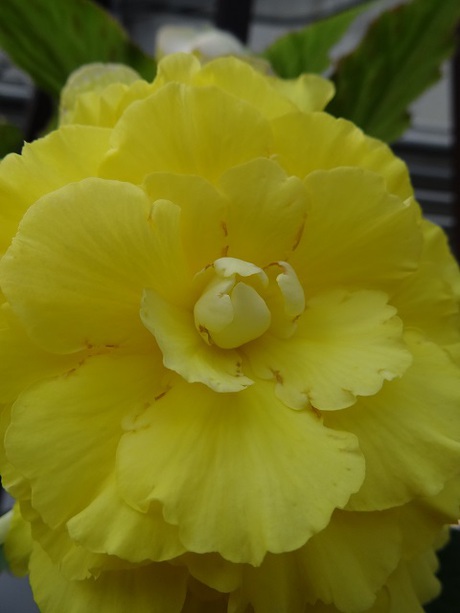 兵庫県立フラワーセンターの花たち　