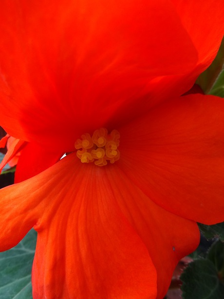 兵庫県立フラワーセンターの花たち　