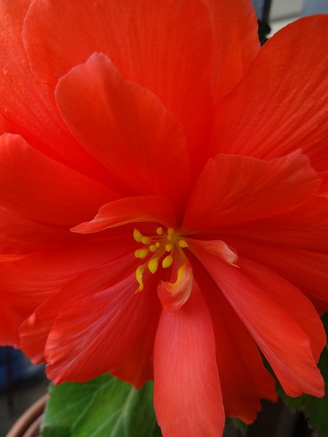 兵庫県立フラワーセンターの花たち　