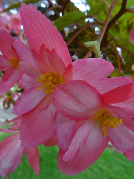 兵庫県立フラワーセンターの花たち　