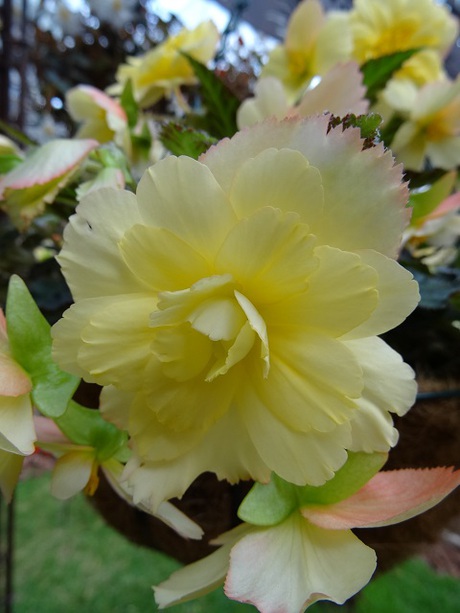 兵庫県立フラワーセンターの花たち　