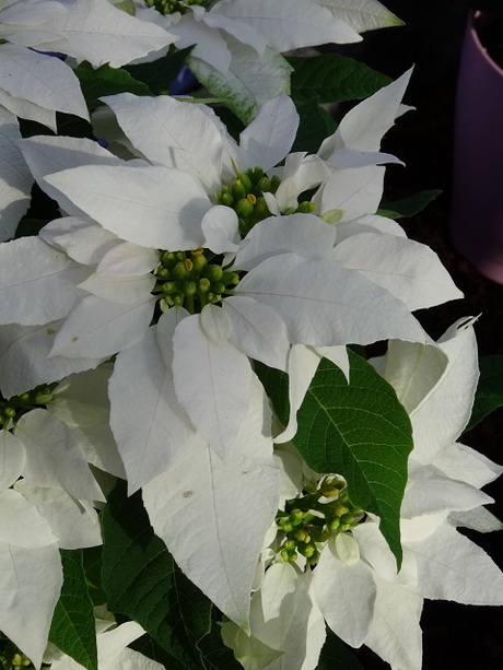 姫路市立手柄山温室植物園の花たち　