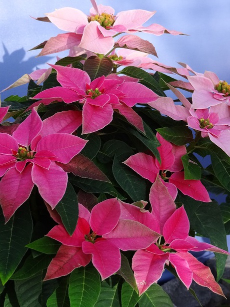 姫路市立手柄山温室植物園の花たち　