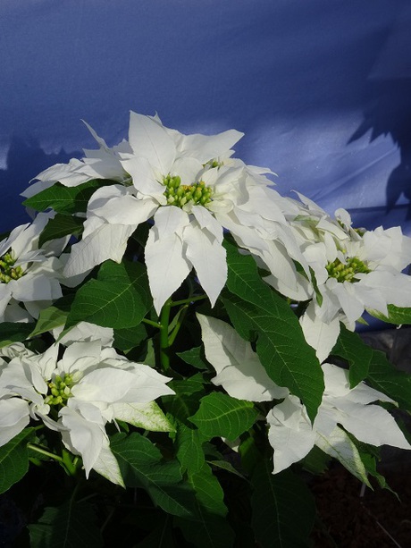 姫路市立手柄山温室植物園の花たち　