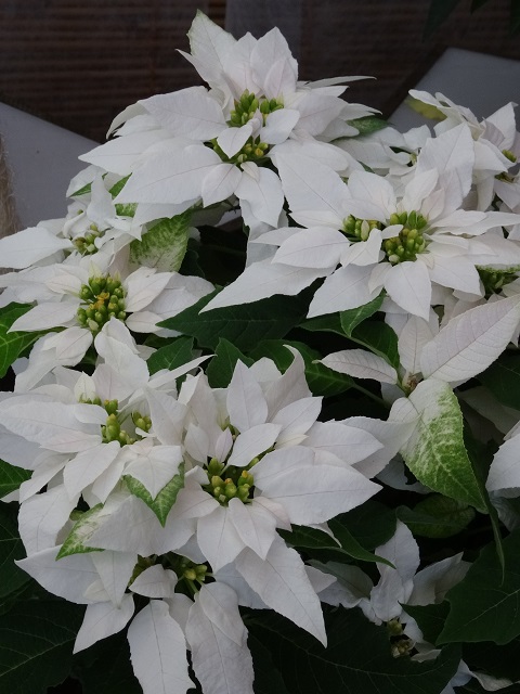 姫路市立手柄山温室植物園の花たち　