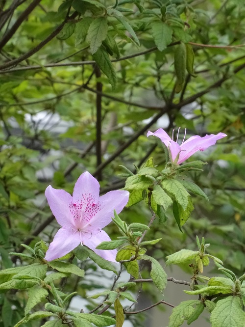 写　遊　姫路　好古園　１６－１